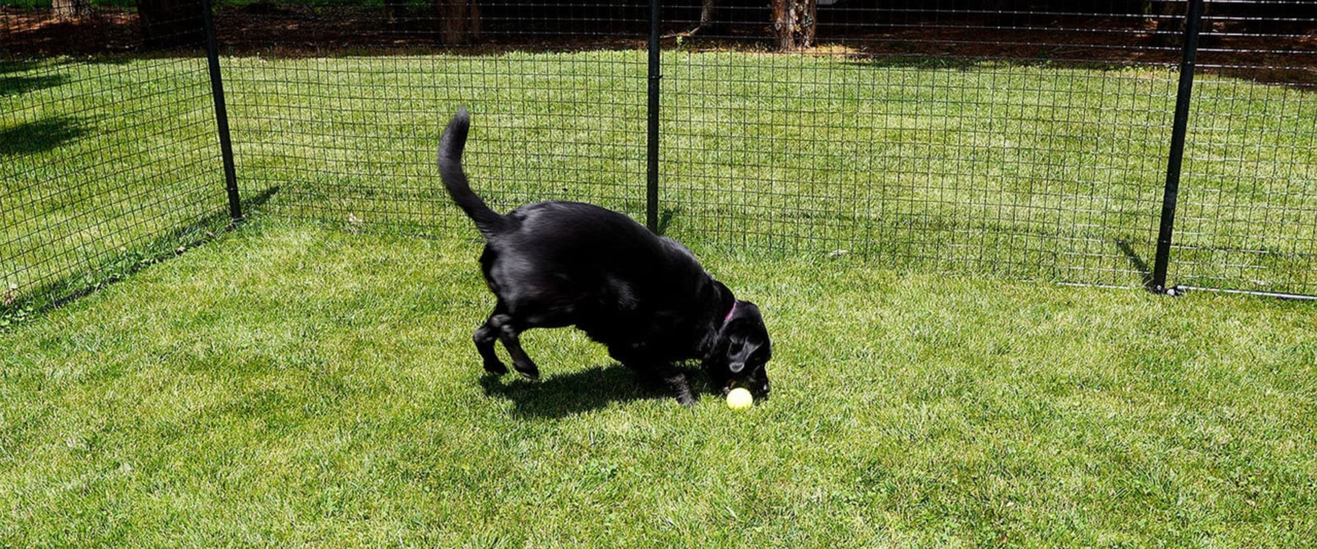 What is the cheapest fencing option for dogs?