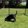 The Best Fencing Options for Dogs