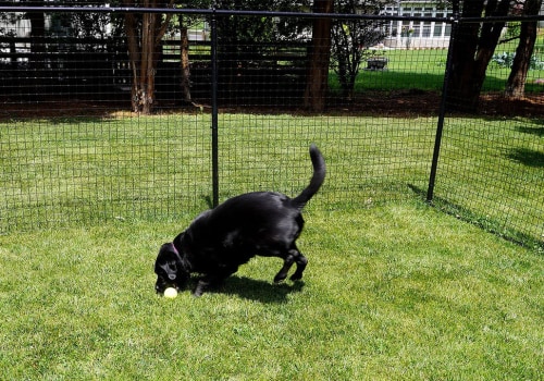 The Best Fencing Options for Dogs
